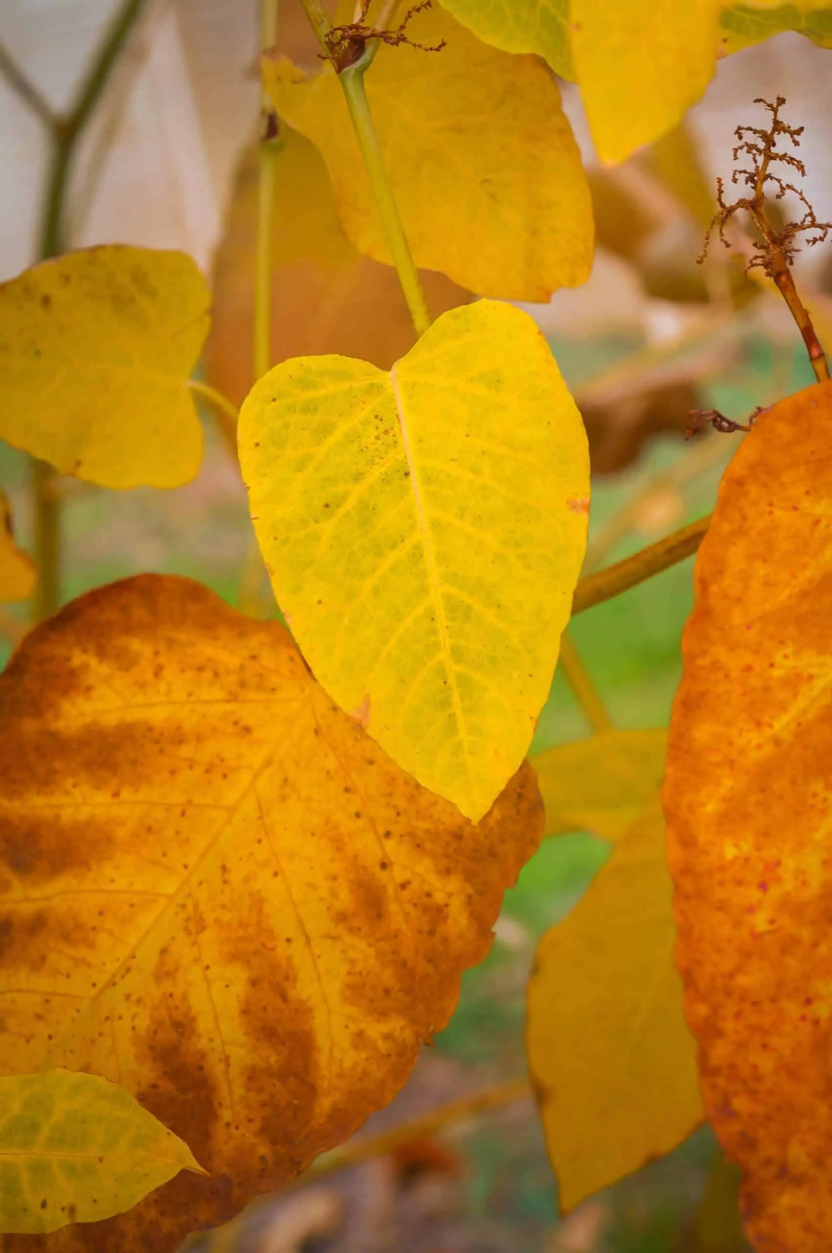 Japanese knotweed leaves die back in the winter turning yellow