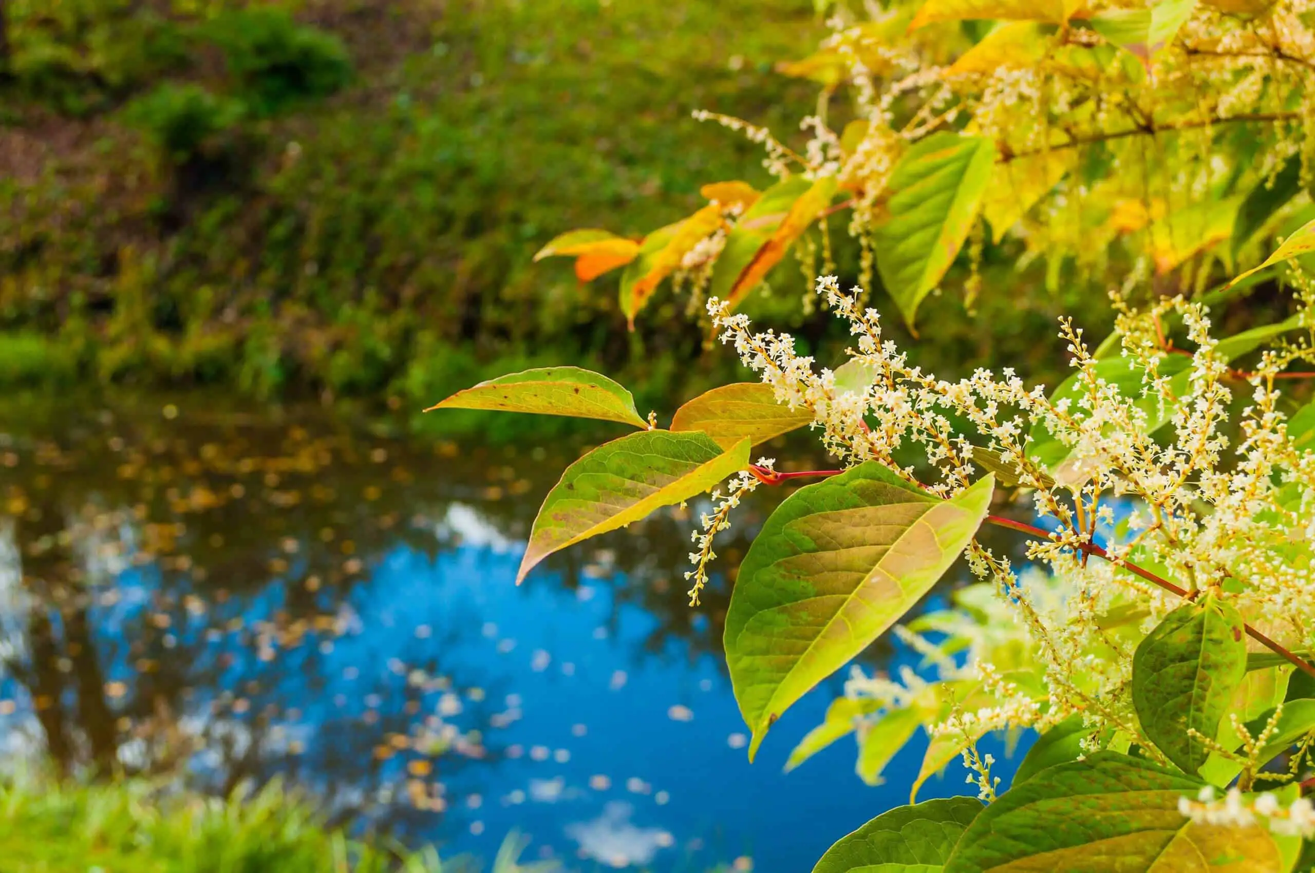Japanese knotweed may appear idyllic at the banks of streams and rivers scaled