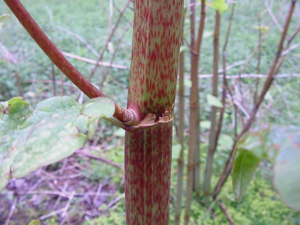 Japanese knotweed stem closeup showing the node and speckled pattern