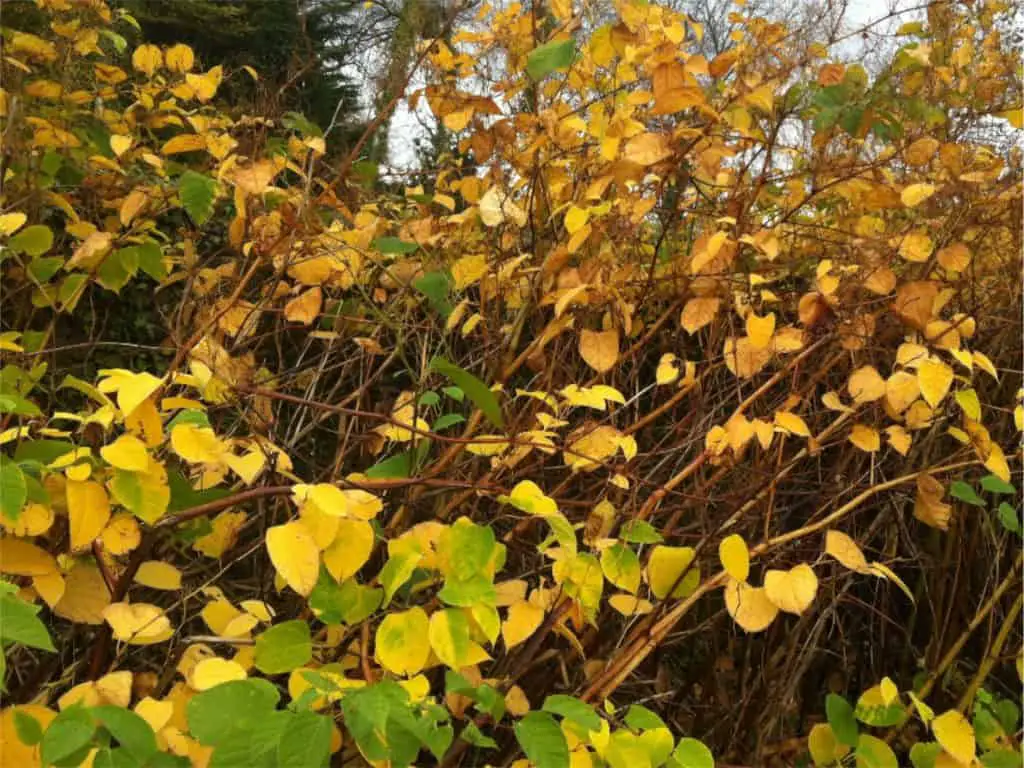 Japanese knotweed in Autumn with leaves turning yellow and stems beginning to turn brown