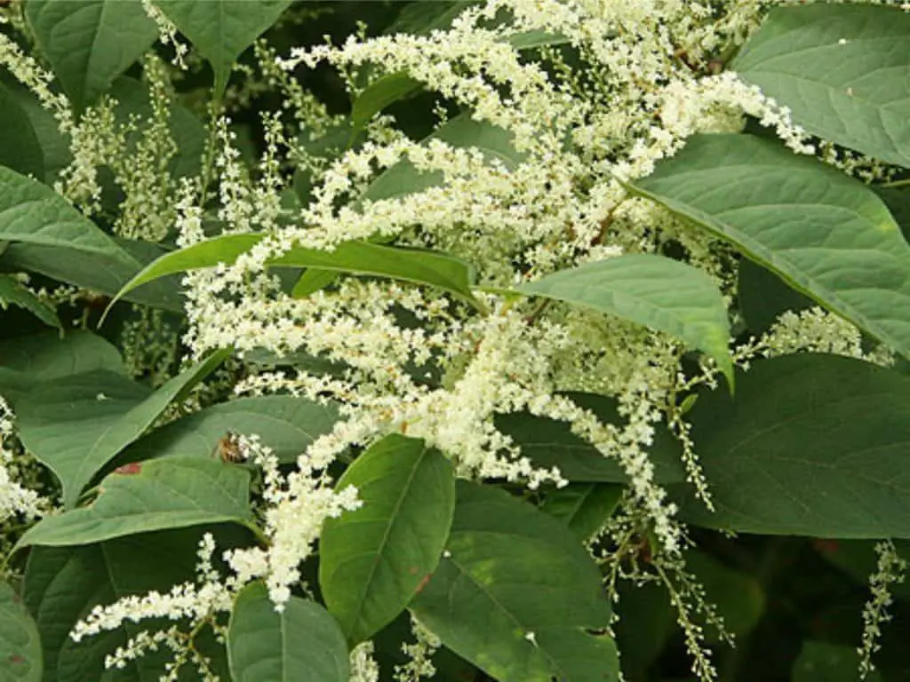 Japanese Knotweed in June and what it look like