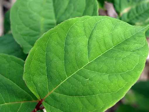 Knowing what Japanese Knotweed looks like will help you in deciding whether to treat or not