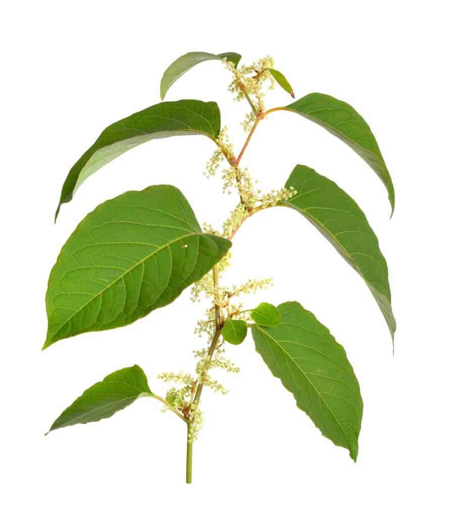 Main Japanese knotweed characteristics of the plant include its shovel-shaped leaves, zig-zag stem and creamy white flowers
