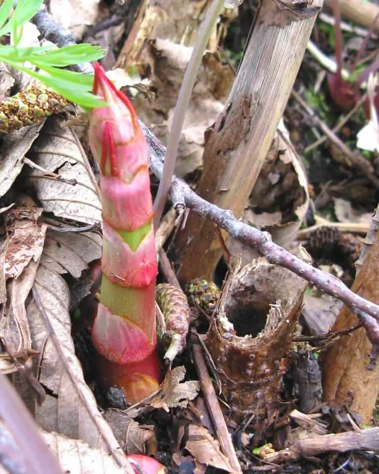 New growth in the spring brings red and green Japanese knotweed shoots from the undergrowth