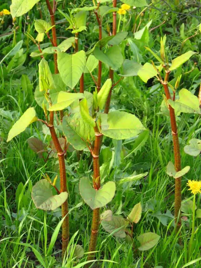 New growth of Japanese knotweed shoots clustered closely together