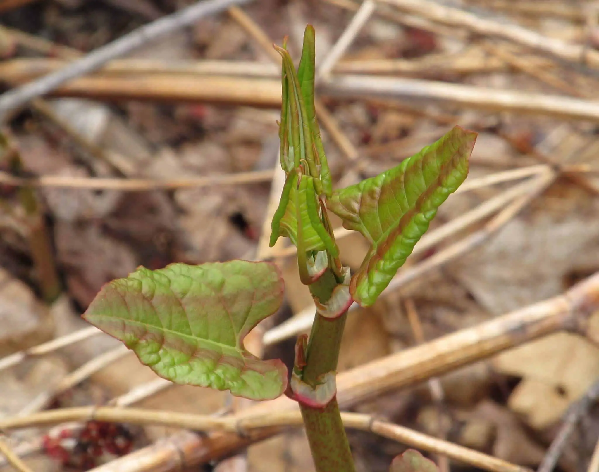Japanese knotweed in spring showing early signs of growth with new shoots