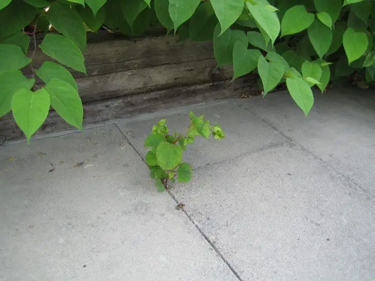 Can Japanese Knotweed grow through concrete?