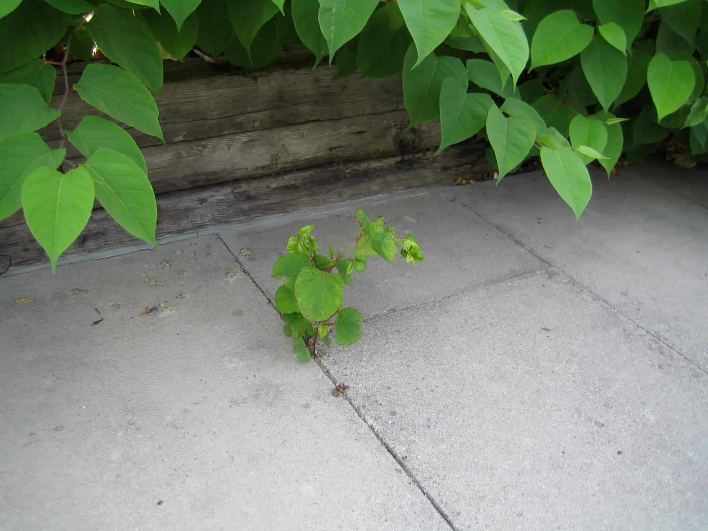No gap is too small for Japanese knotweed damage to occur