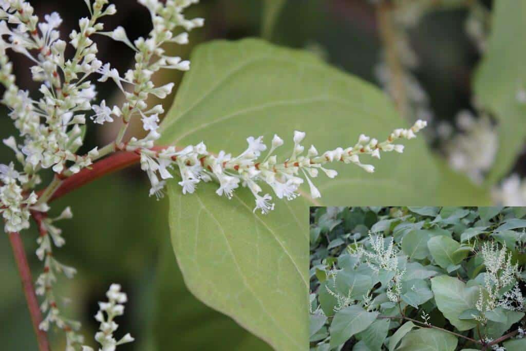 Once the Japanese knotweed flowers start growing it becomes an invasion as they spawn in vast numbers