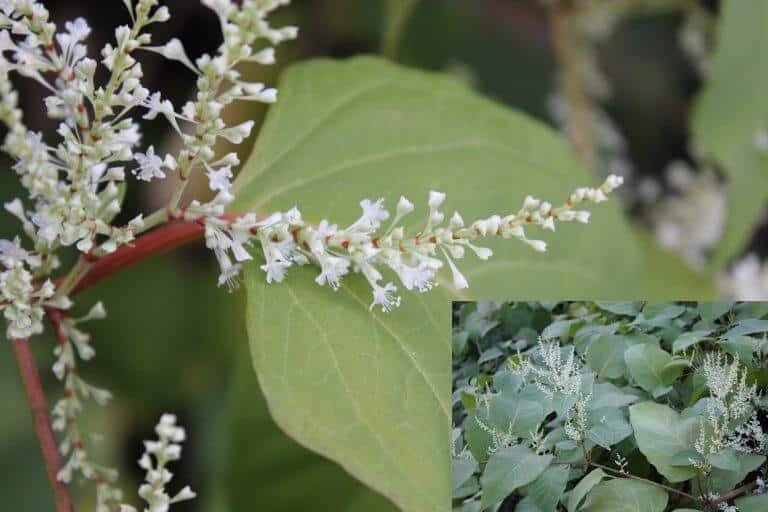 What Colour Are Japanese Knotweed Flowers