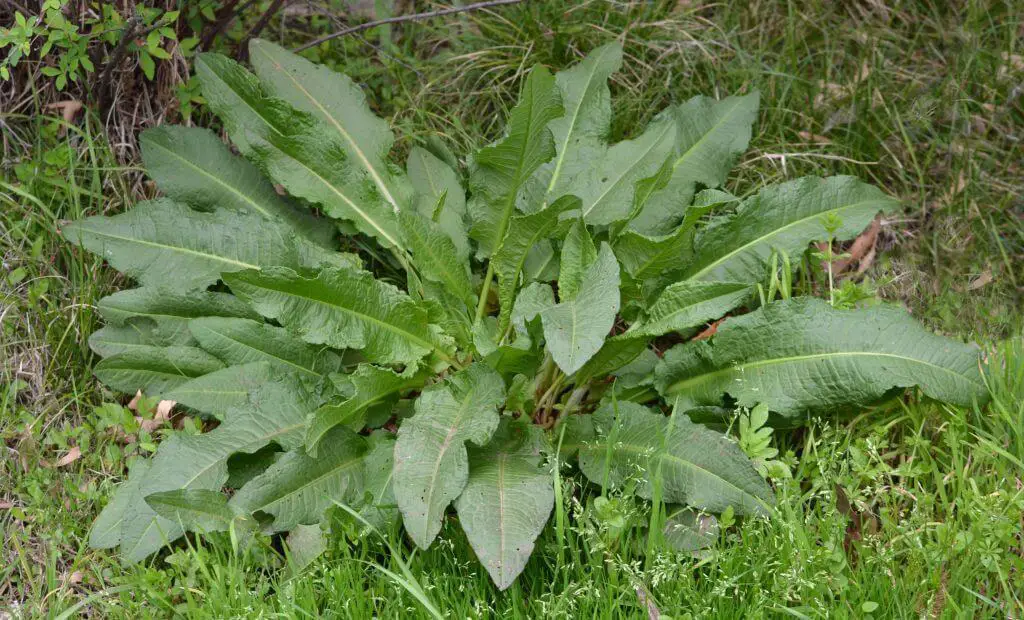 Plants mistaken for Japanese knotweed include Broadleaf Dock with its similar clumping of leaves
