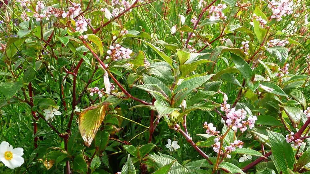 Plants mistaken for Japanese knotweed include Lesser Knotweed with its similar vine colouring and shaped leaves - What Plants can be Mistaken For Japanese Knotweed?