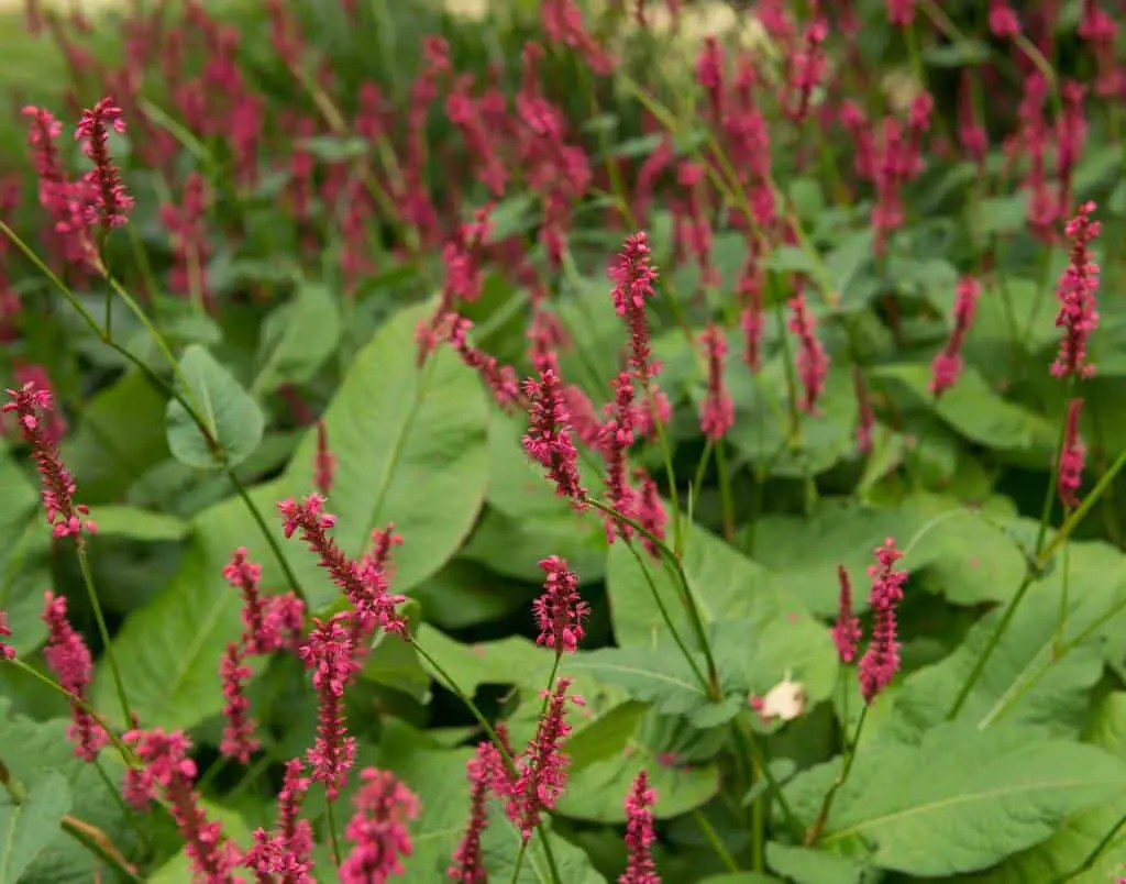Plants mistaken for Japanese knotweed include Ornamental Bostorts with its similar leaves and spread over a large area - What Plants can be Mistaken For Japanese Knotweed?