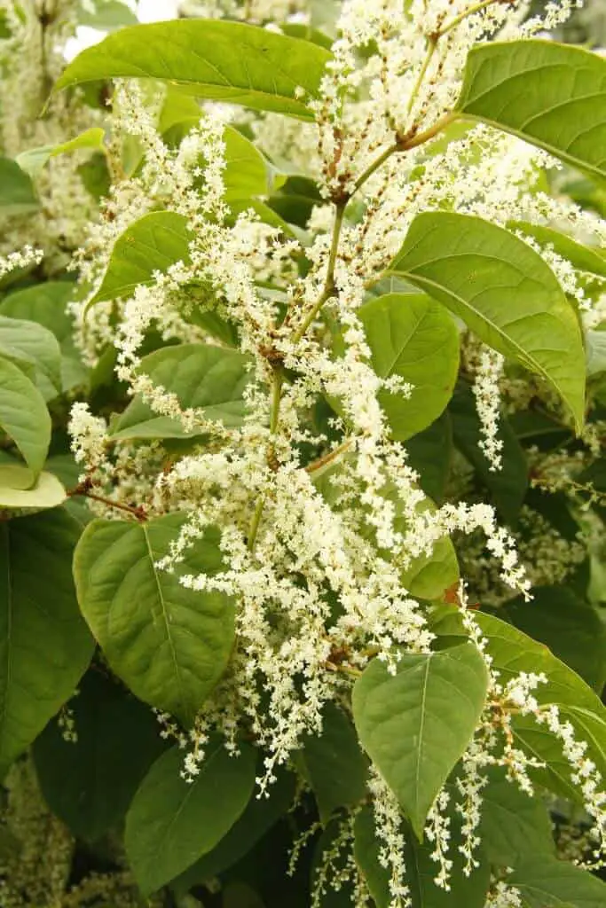 Plants mistaken for Japanese knotweed include Russian Vine with its similar colour, invasive vines and distinctive flowers - What Plants can be Mistaken For Japanese Knotweed?