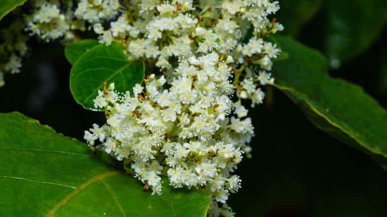What Plants can be Mistaken For Japanese Knotweed?