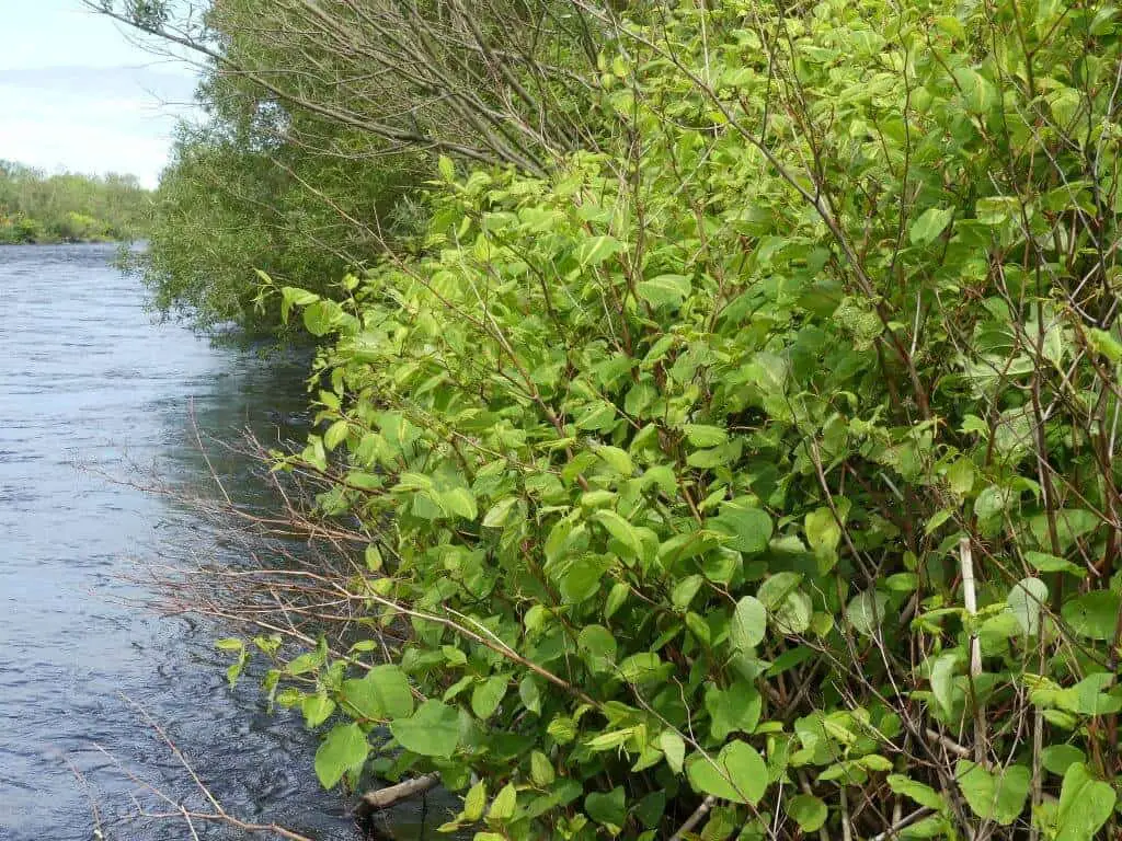 Rivers and streams have become victim to the invasion of Japanese knotweed