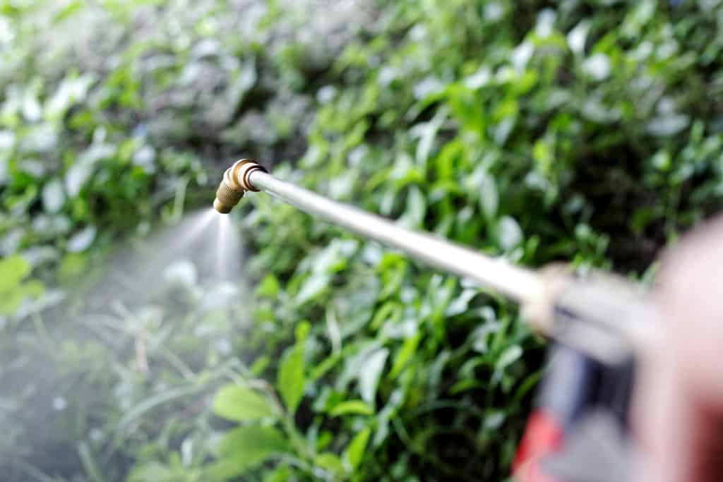 Spraying Japanese knotweed in autumn and other unwanted weeds with glyphosate herbicide