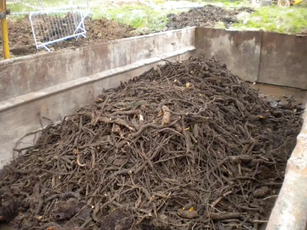 Stockpile and treatment of rhizomes in a metal container prior to removal