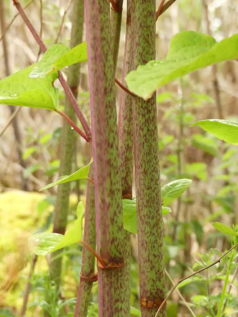 Tall stems of Japanese knotweed in summer is just one of its characteristics. Growing up to 3m in height