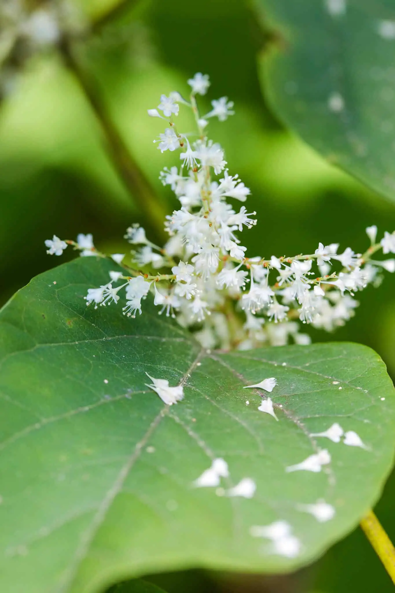 The Japanese knotweed flowers in late summer and its panicles cover the ground extensively