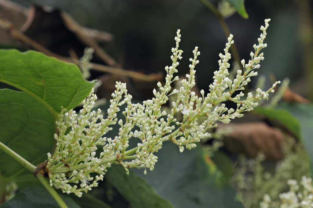 The flowers of the Japanese knotweed bloom and spread during late summer