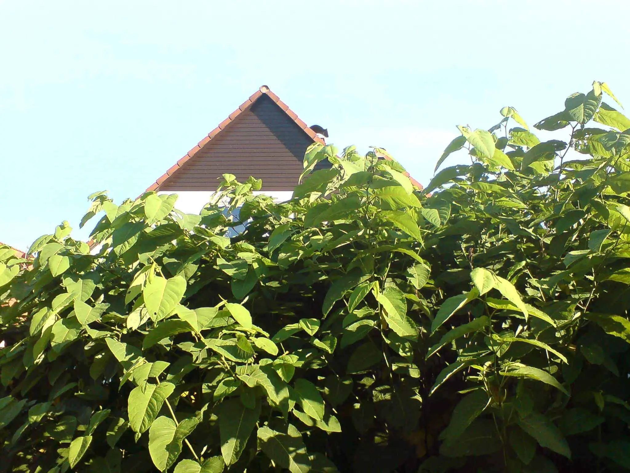 Will Japanese Knotweed Devalue My House? Yes if left unattended and not treated