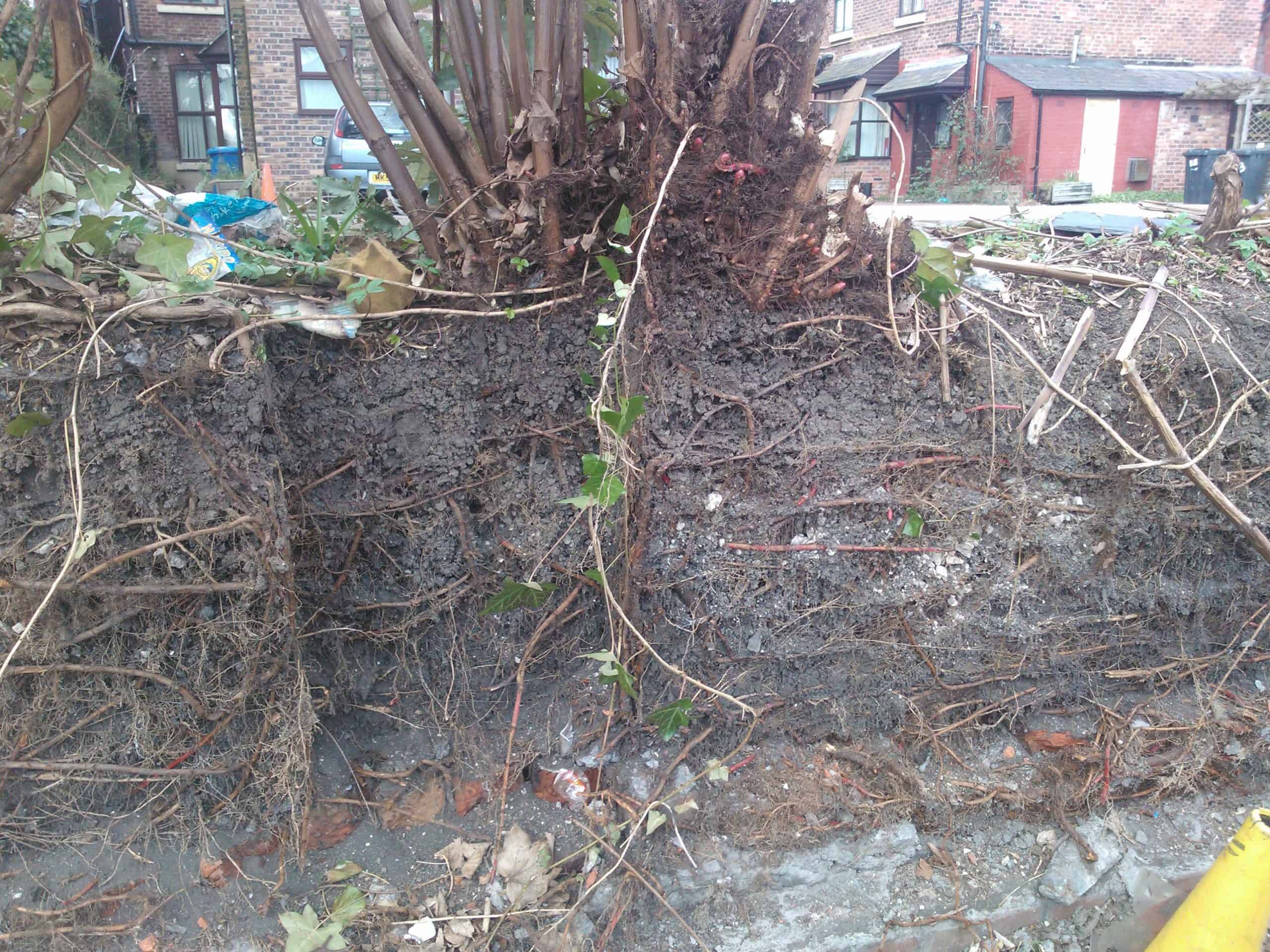 The root system of the Japanese knotweed through the seasons occupies metres underground