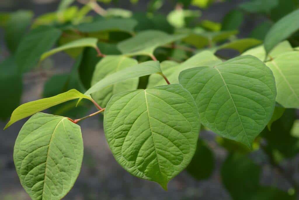 The shovel-shaped leaves soak up much sun for their exponential growth