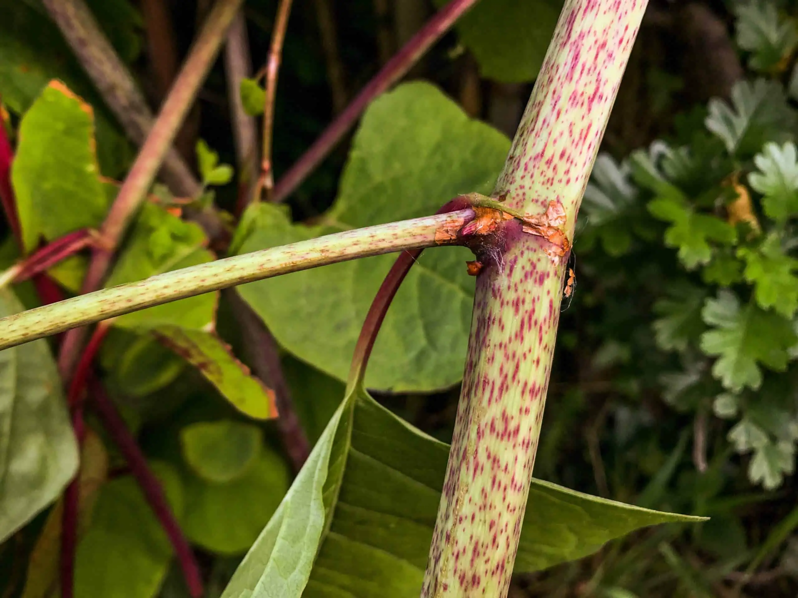 The speckled bamboo-like stem of Japanese Knotweed