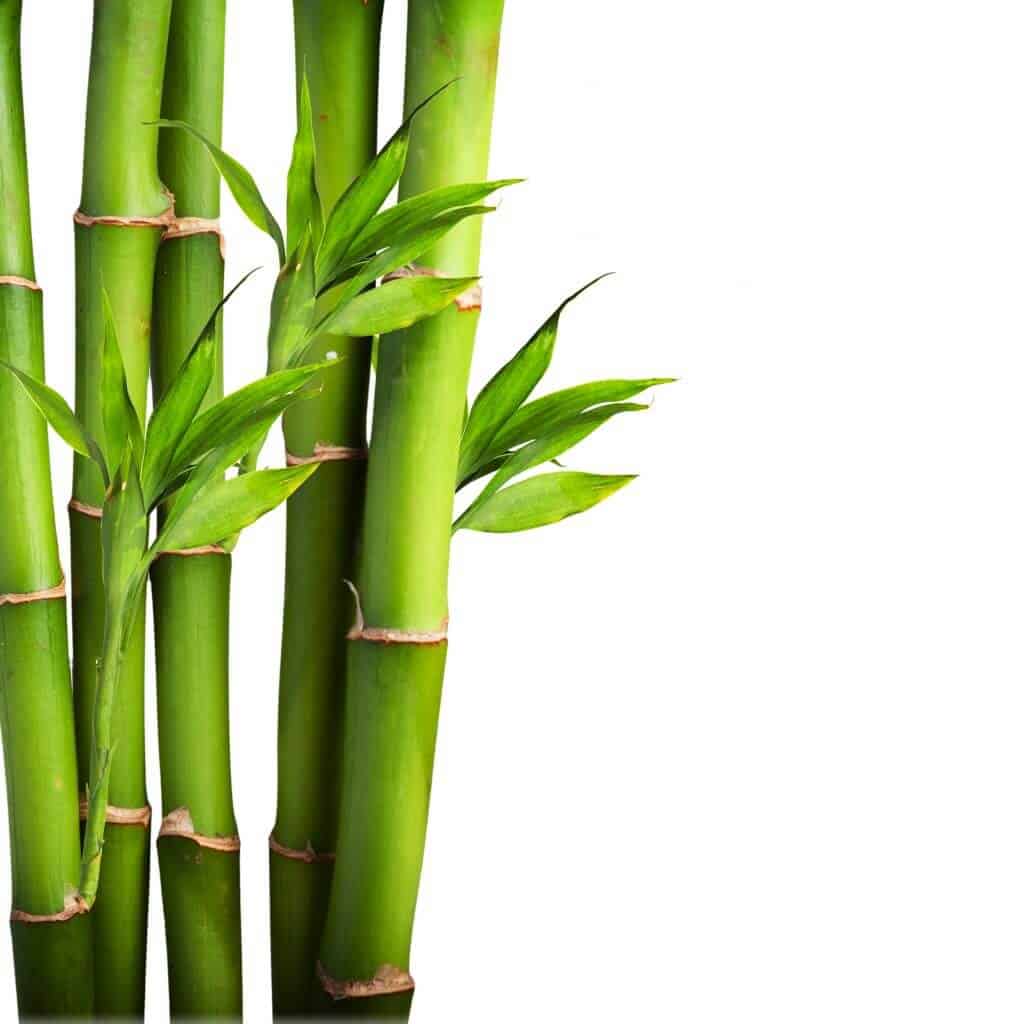 The stems of the bamboo plant are commonly mistaken for those of the Japanese Knotweed plant