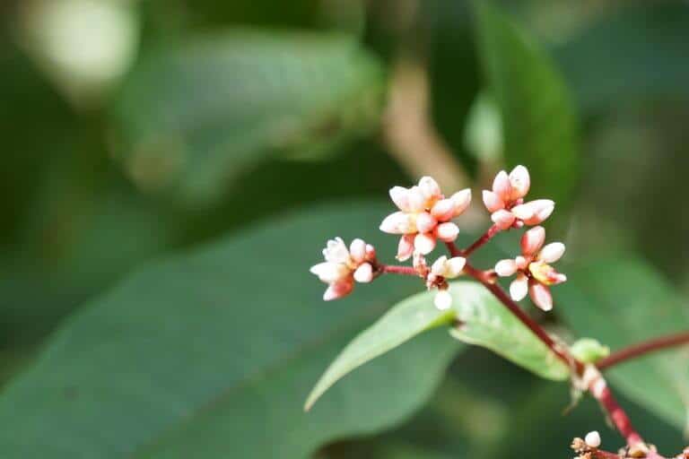 Difference between Japanese Knotweed and Chinese Knotweed