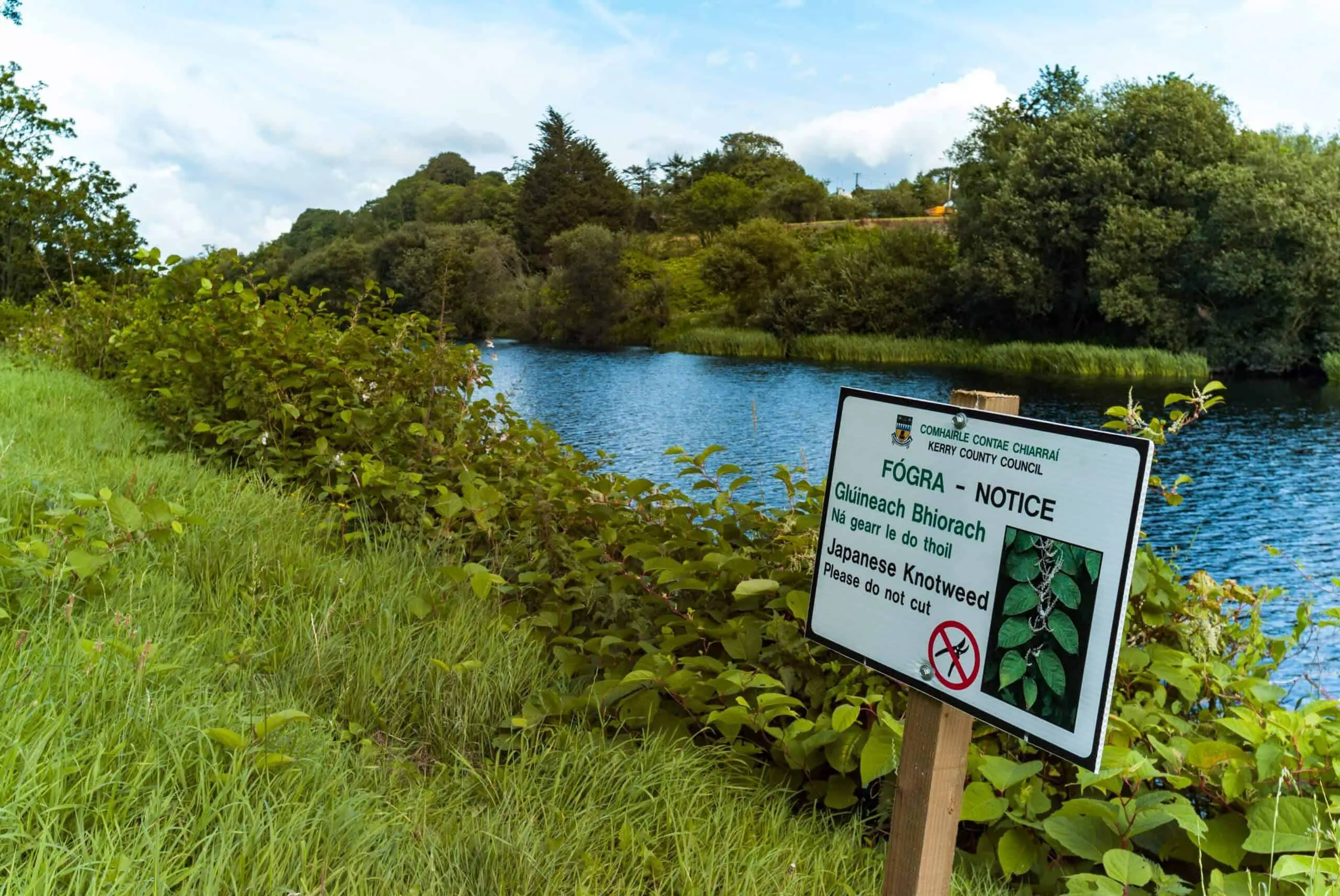 Waterways suffer from this invasive weed - Knotweed Removal