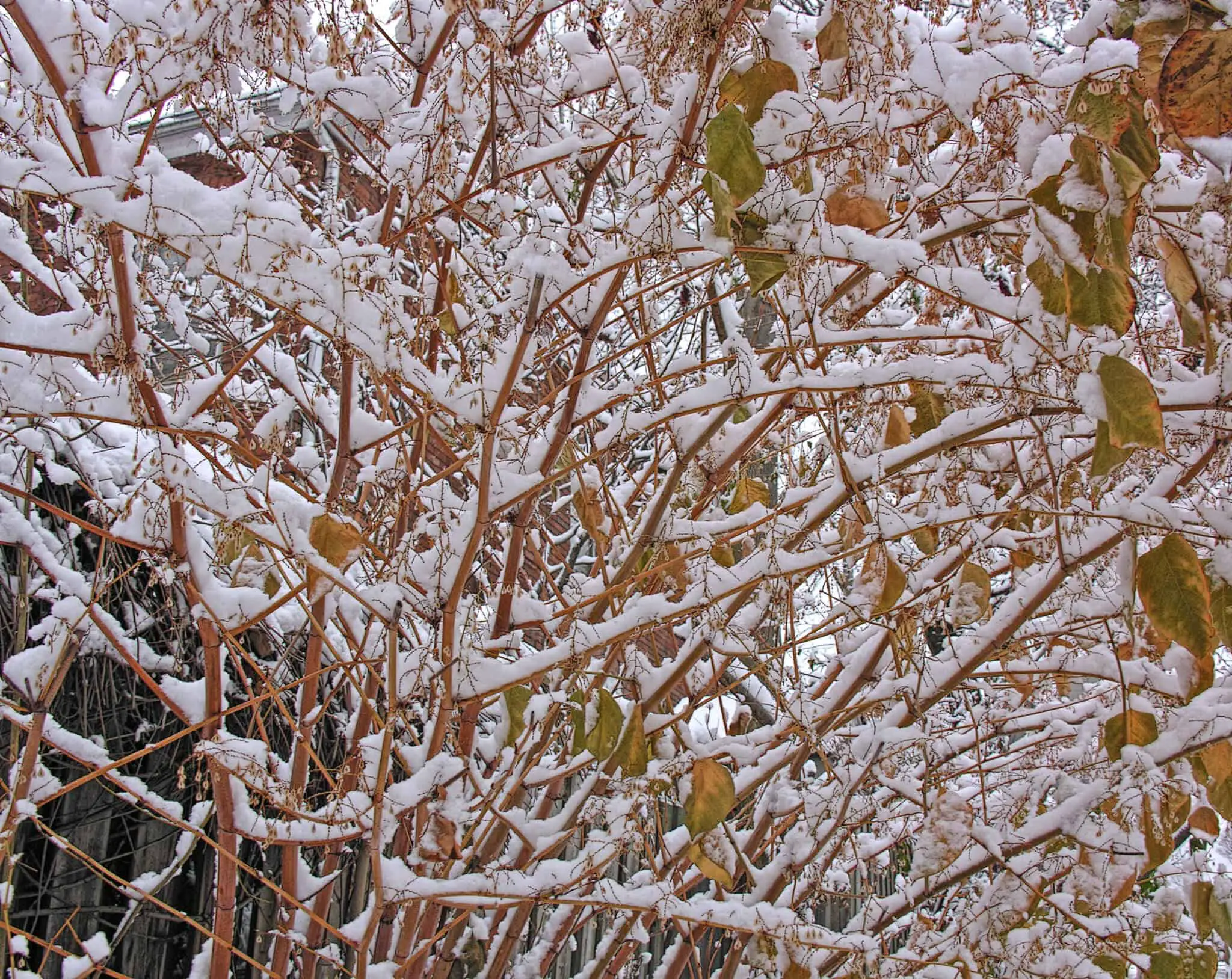 What does Japanese knotweed look like in winter - even when its died back in the winter, the stems are still several feet tall and imposing