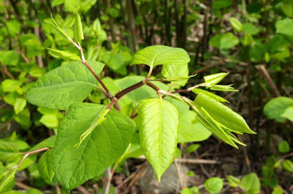 With so many leaves acquiring nutrients, sun and water, it is no wonder Japanese Knotweed goes so fast
