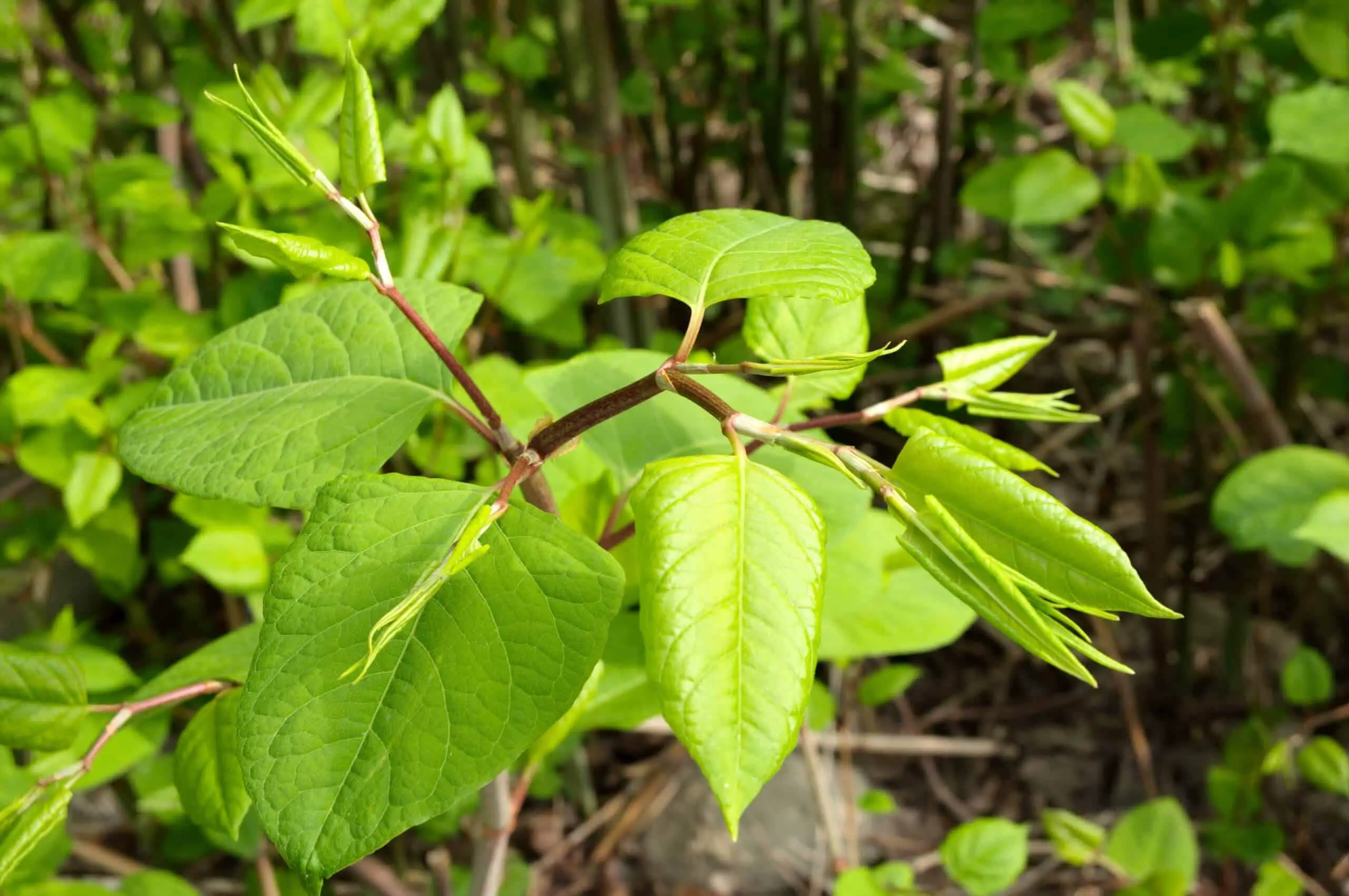 With so many leaves acquiring nutrients, sun and water, it is no wonder Japanese Knotweed goes so fast
