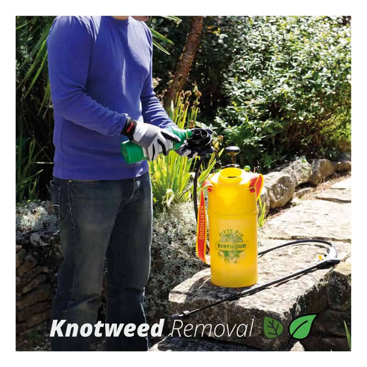Spraying knotweed as part of a designated treatment plan