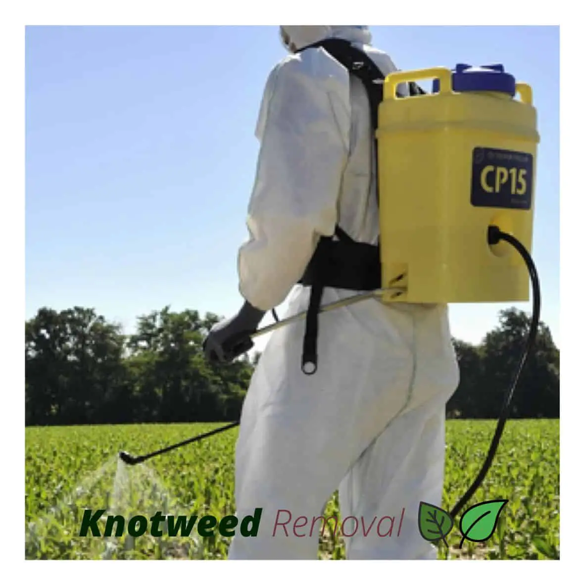 Spraying knotweed as part of a designated treatment plan