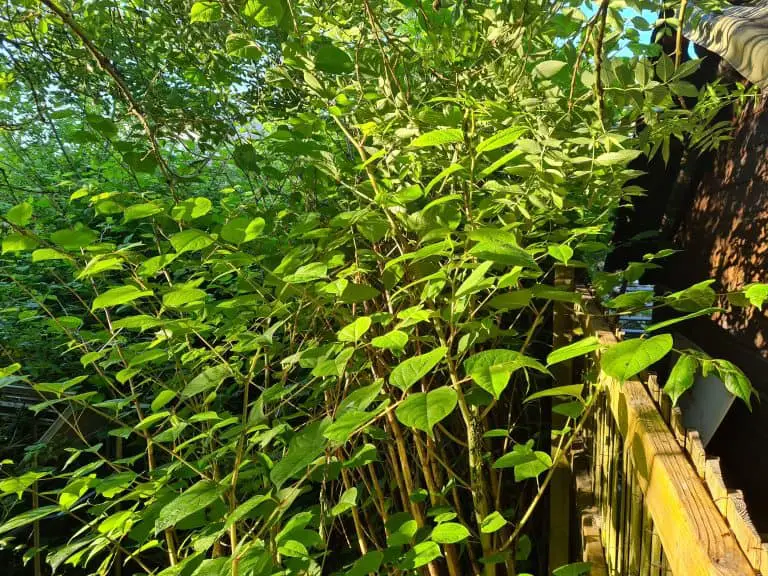 How to undertake Japanese Knotweed Removal for Good