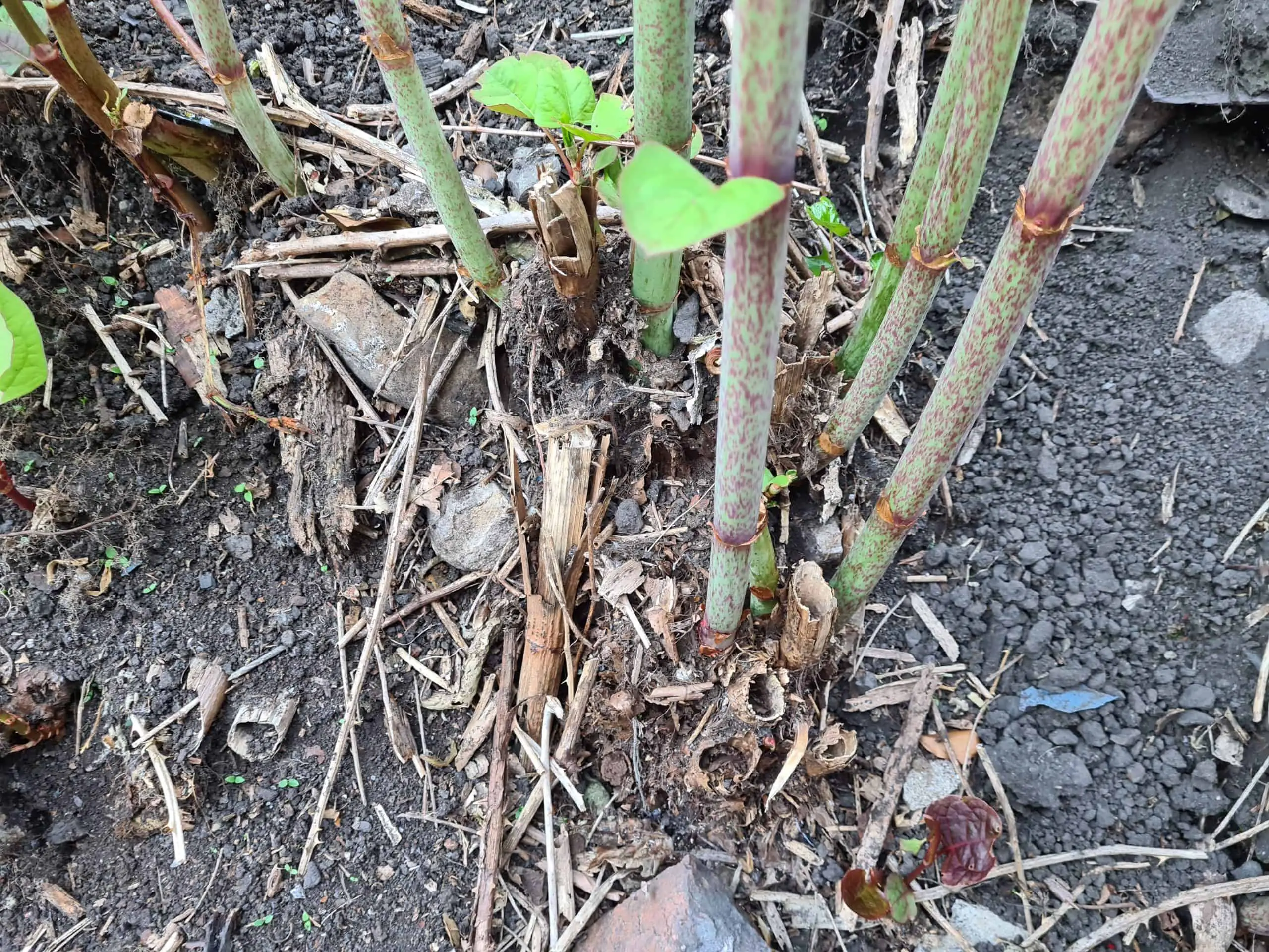 Undertaking Japanese Knotweed removal DIY style can work if you have the right tools