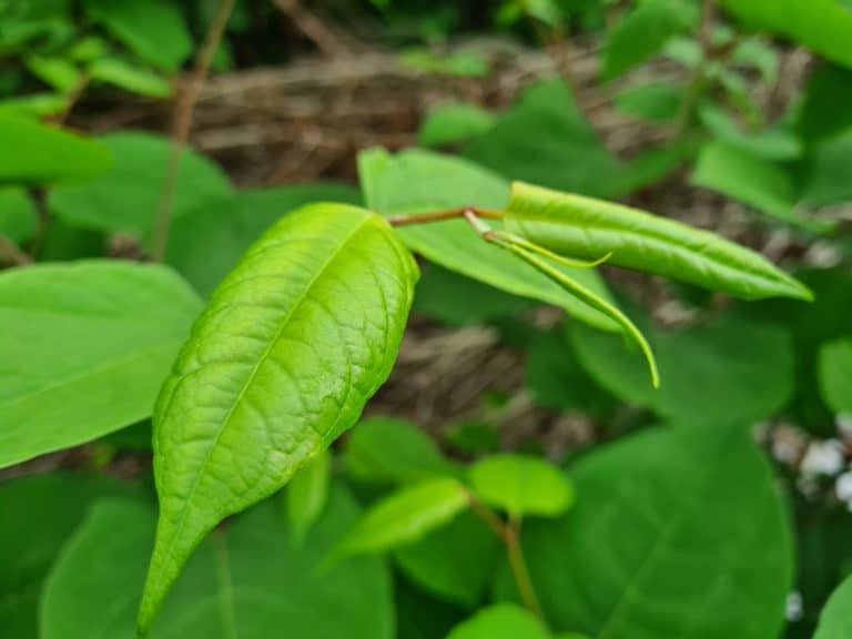 Can You Remove Japanese Knotweed Yourself?