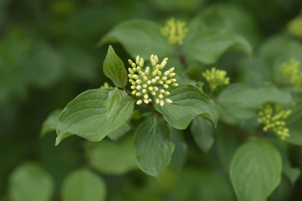 Common Dogwood - an Ultimate In-Depth Guide for this weed