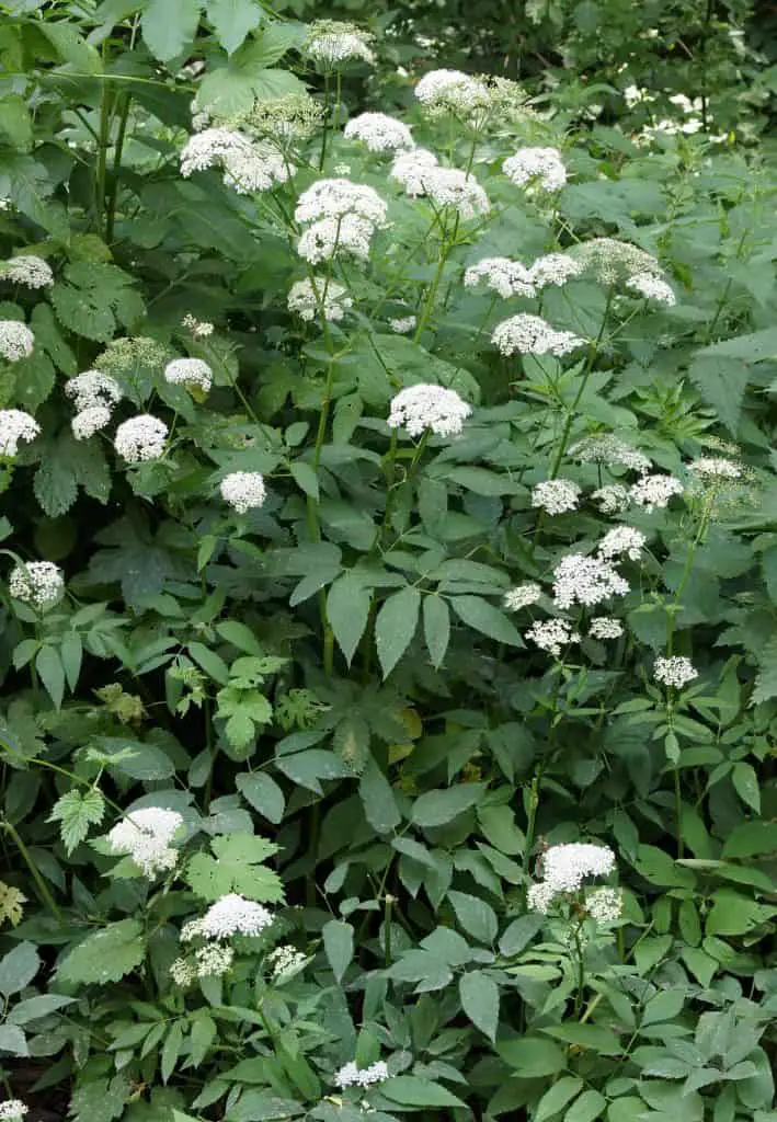 Ground Elder - an Ultimate In-Depth Guide for this weed