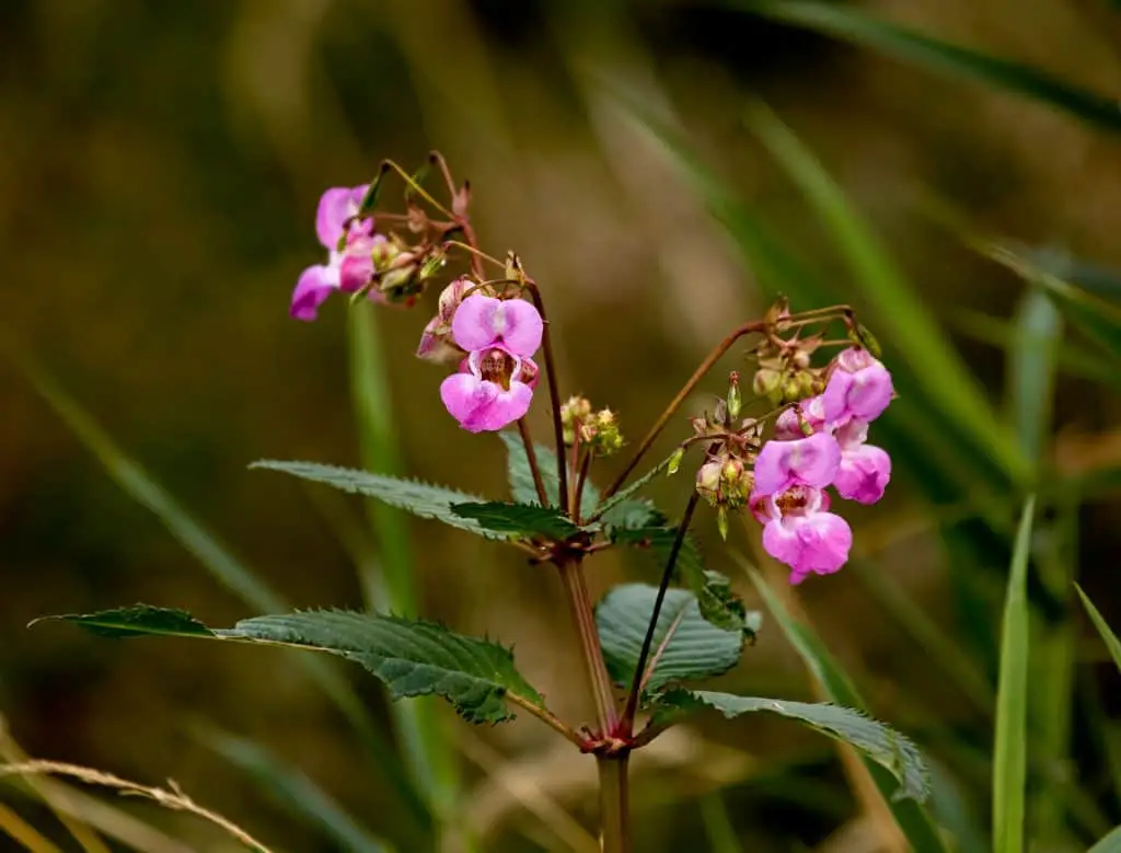 Himalayan Balsam - an Ultimate In-Depth Guide for this weed