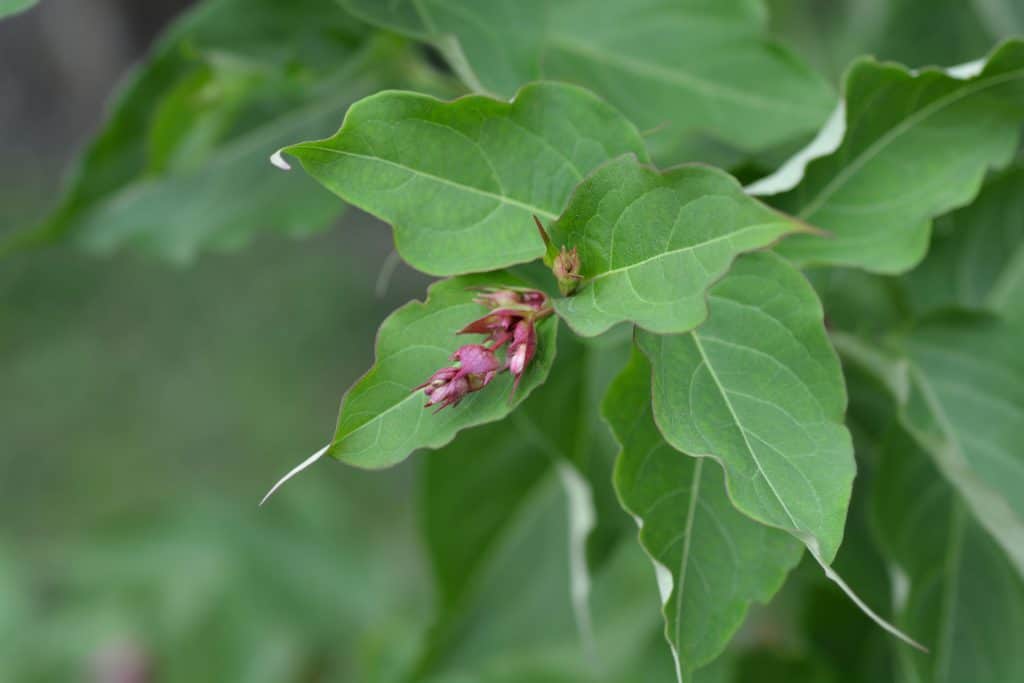 Himalayan Honeysuckle - an Ultimate In-Depth Guide for this weed