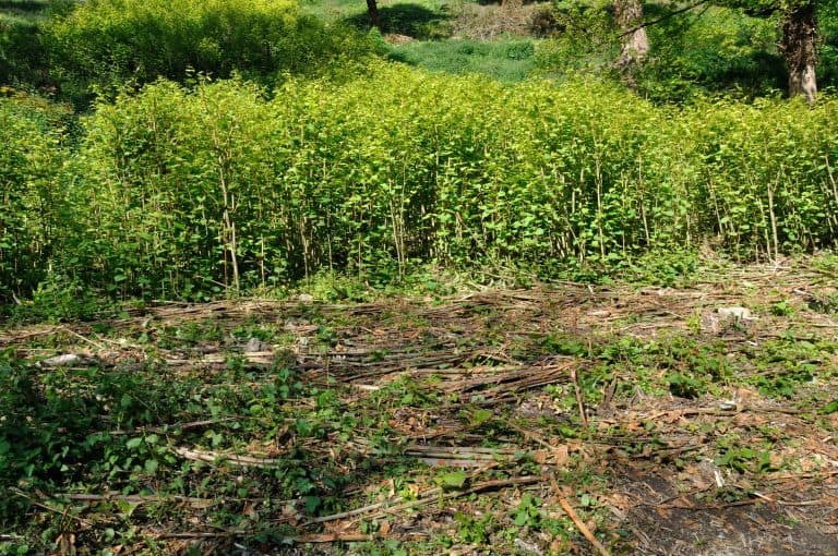 How to Get Rid Of Japanese Knotweed