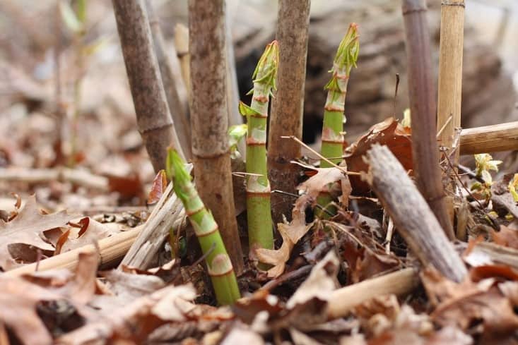 New Japanese Knotweed shoots growing around existing Japanese knotweed stems