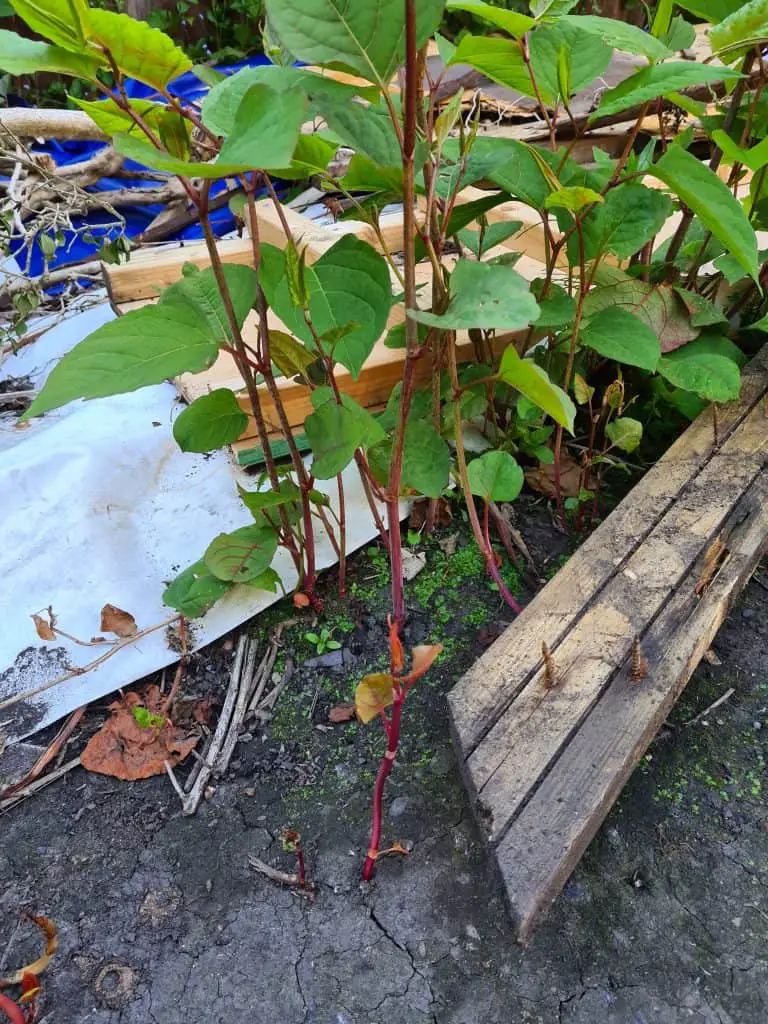 What Is The Best Way To Kill Japanese Knotweed?