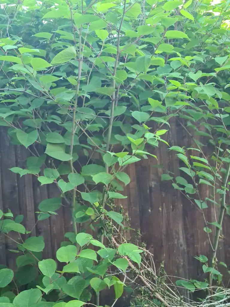 Getting rid of Japanese Knotweed should be a priority if it encroaches from a neighbouring property
