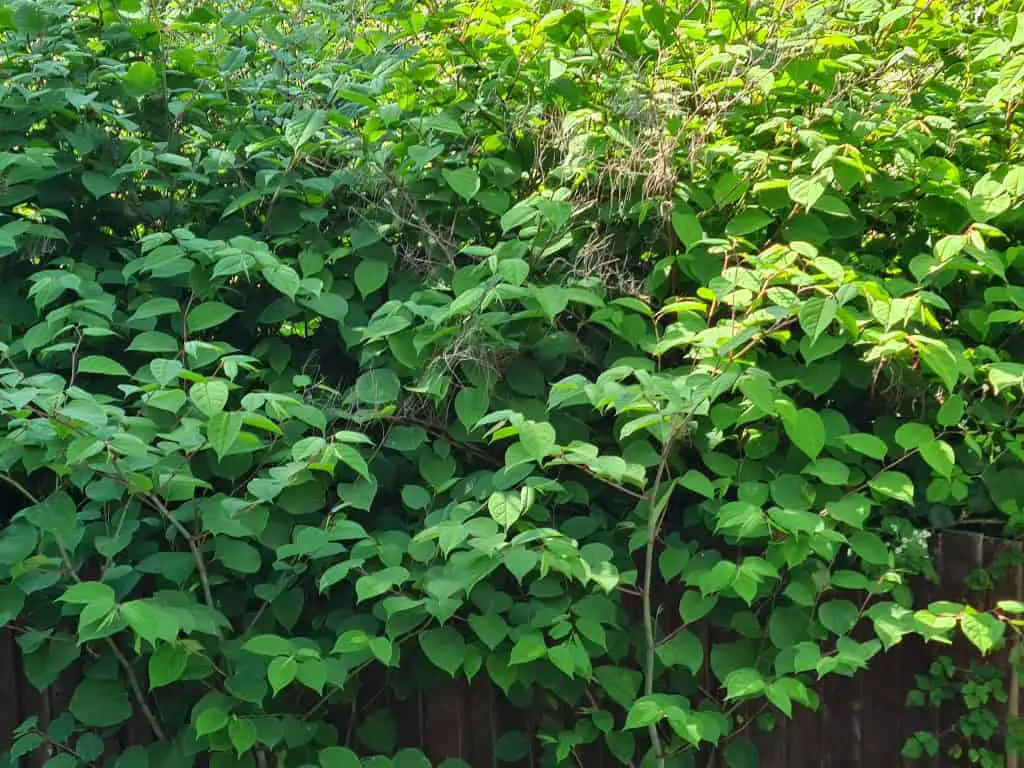 Japanese knotweed in the garden can cause both damage and legal issues