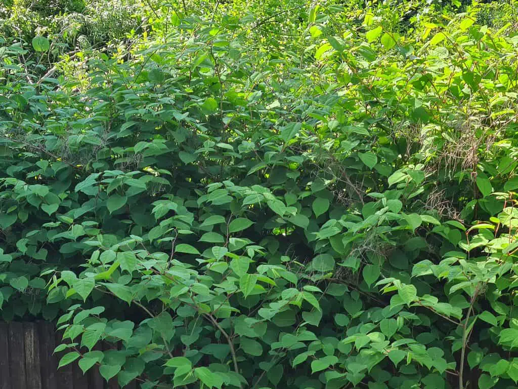 Best way to kill Japanese knotweed permanently so you stop the spread of this invasive weed
